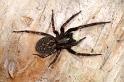 Badumna_insignis_D7945_Z_89_North Stradbroke island_Australie